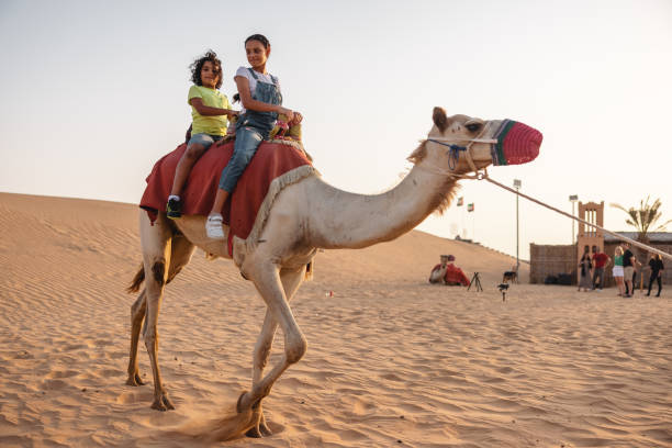 istock Two Young TouristsOn The Back Of The Camel In Dubai 2152180921