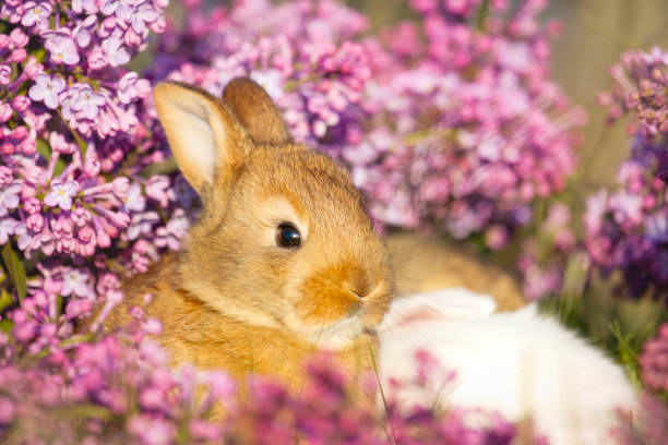 istock cute rabbit close-up portrait in lilac flowers 2152183052