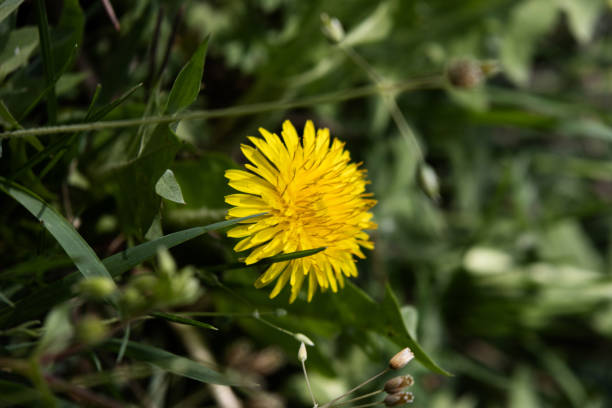 Yellow dandelions. Bright flowers dandelions on a background of green spring meadows. High resolution photo. Selective focus.
