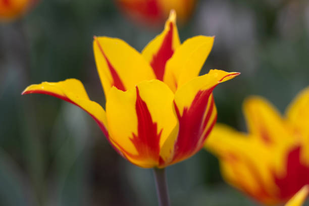 Flower. Tulip Winnipeg flower bulbs