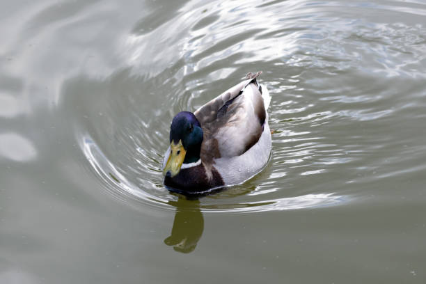 istock The mallard. Wild duck. Male 2152184733