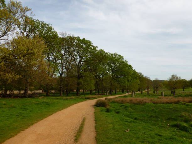 istock Dirt track leading through Richmond Park, London 2152185488