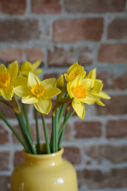istock Daffodils in yellow vase against a brick wall 2152187456