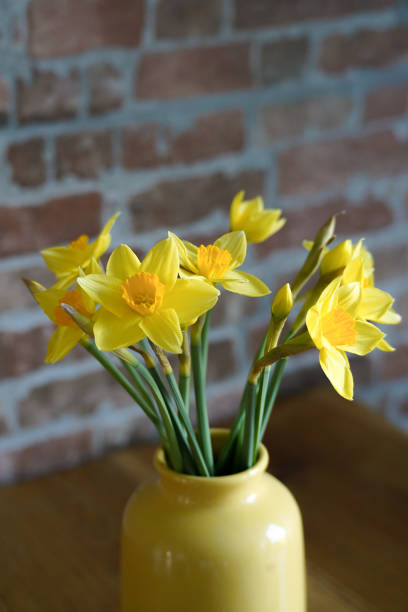 istock Daffodils in yellow vase against a brick wall high shot 2152187464