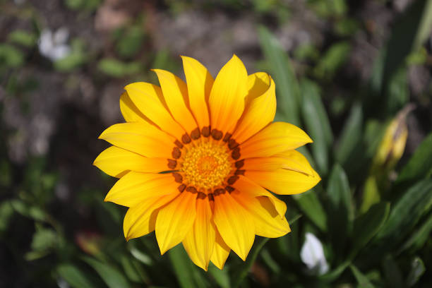 The Gazania flower displays beautiful patterns and colors.  Nature at its best.