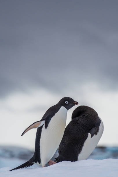 istock Adelie Penguin standing on an iceberg 2152189048
