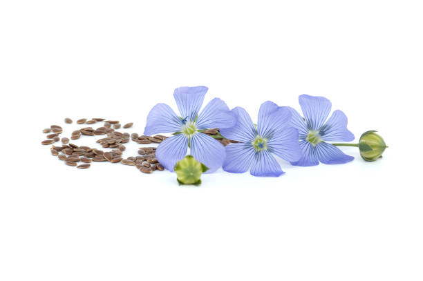 istock Blue flax blossom and seeds over white background 2152189085