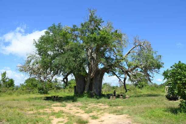 istock Majestic baobab trees  known for its incredible longevity and ability to store water. 2152189326