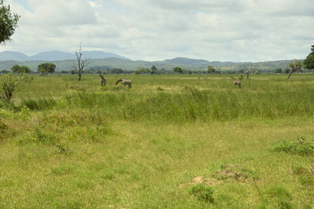 A group of rare Kordofan Giraffes (Giraffa camelopardalis antiquorum) in Zakouma National Park, Chad. Kordorfan giraffes are a subspecies of giraffe found in northern Cameroon, southern Chad, Central African Republic and possibly western Sudan.Zakouma National Park is situated just south of the Sahara desert and above the fertile rainforest regions of Chad. The Greater Zakouma Ecosystem is well positioned as the primary safe haven for Central and West African wildlife.