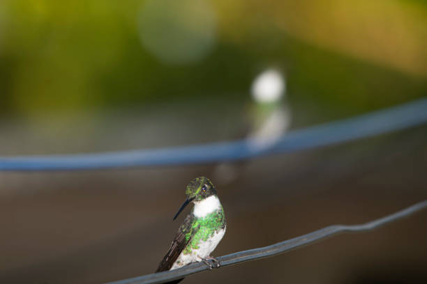 Hummingbird perched on a black cable in the yard