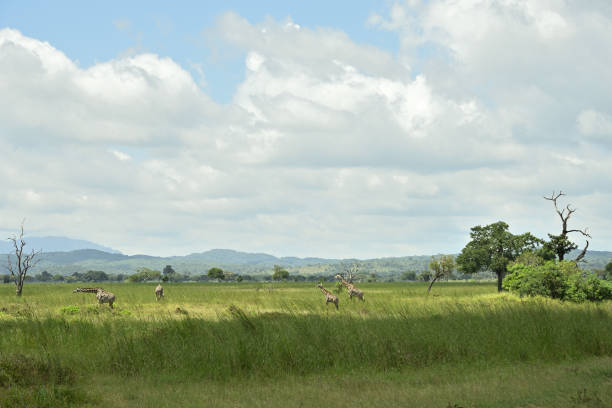 Giraffes roaming on green grass savanah of Tanzania