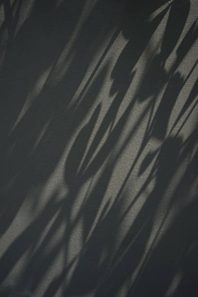 Shadow aesthetic wall plant nature against neutral concrete textured old wall background vertical.