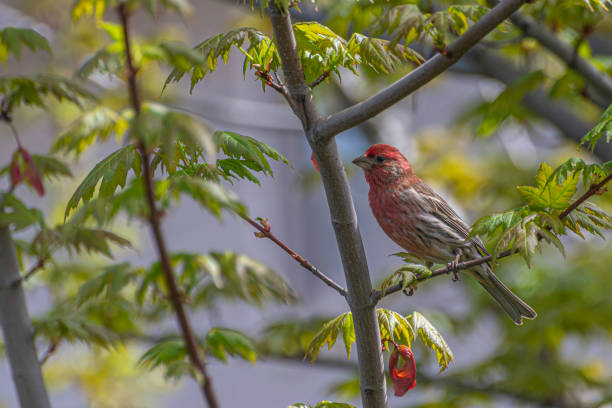 The House finch (Haemorhous mexicanus) is a North American bird in the finch family. It is native to Mexico and southwestern United States, but has since been introduced to the eastern part of North America and Hawaii; it is now found year-round in all parts of the United States and most of Mexico, with some residing near the border of Canada.