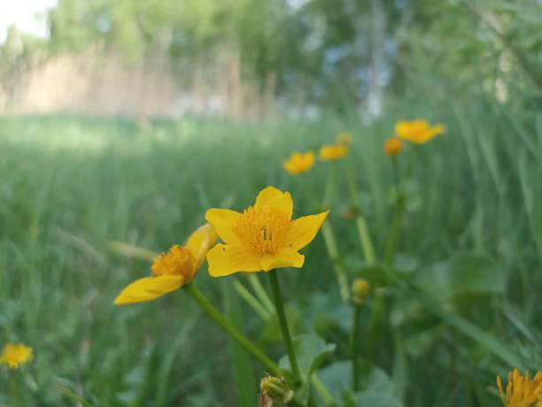Caltha palustris, known as marsh-marigold and kingcup, is a small to medium sized perennial herbaceous plant of the buttercup family