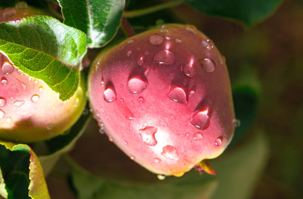 Ripe apples on a tree in raindrops. Close-up.