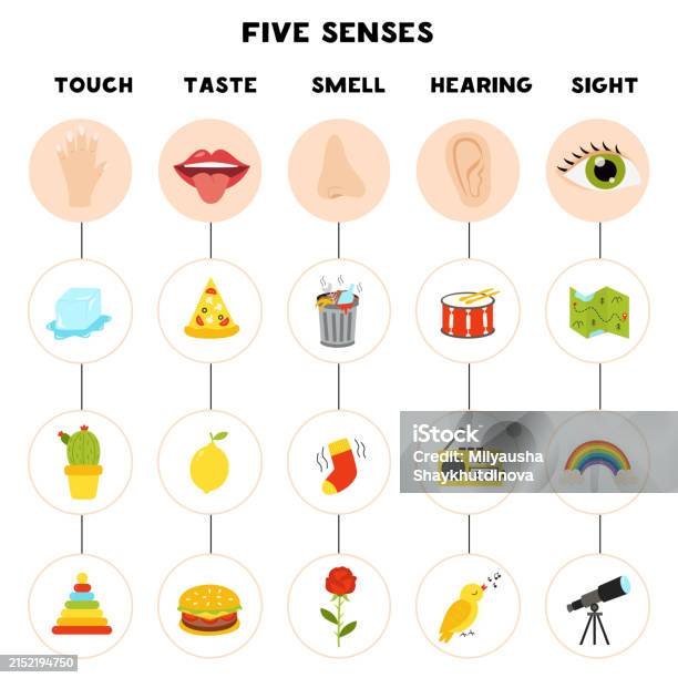 Sense Look Five Senses Poster Vector Illustration Sense Organs Stock Illustration ...