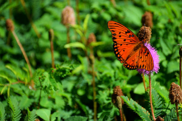 Closeup showing a vibrant color butterfly on flower.