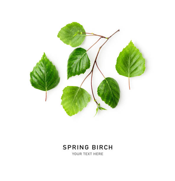 istock Spring birch tree branch green leaves isolated on white background 2152196093