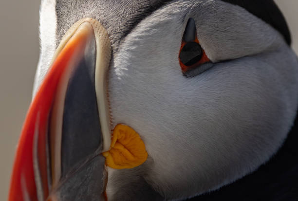 istock Atlantic Puffin off the Coast of Maine 2152197160