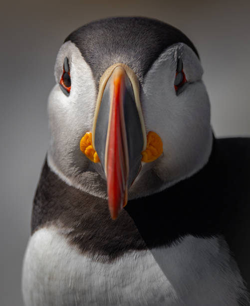 istock Atlantic Puffin off the Coast of Maine 2152197172