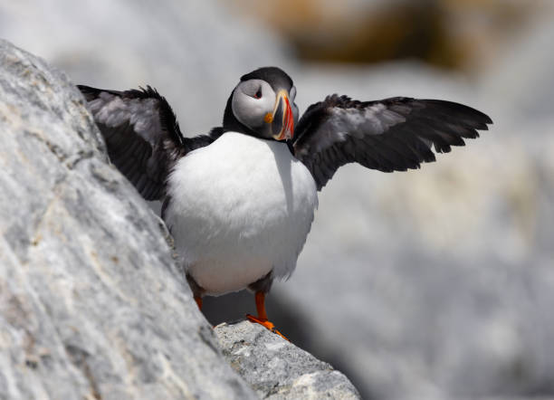 istock Atlantic Puffin off the Coast of Maine 2152197203