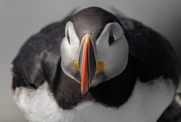 istock Atlantic Puffin off the Coast of Maine 2152197230