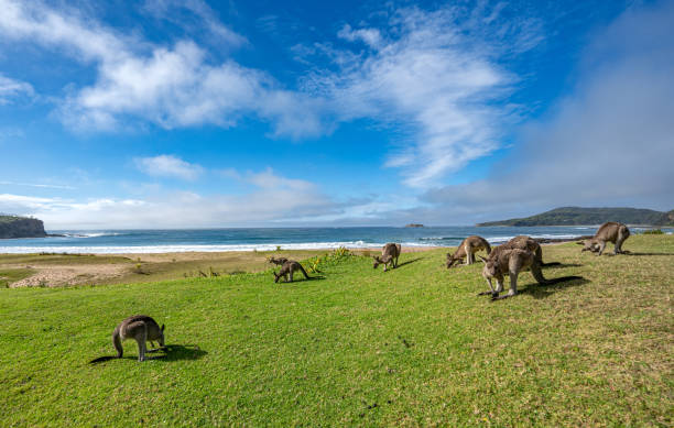 istock Wild Eastern Gray Kangaroo Mob Grazing in New South Wales,  Eastern Australia 2152197258