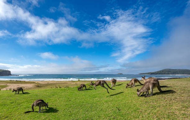 istock Wild Eastern Gray Kangaroo Mob Grazing in New South Wales,  Eastern Australia 2152197260