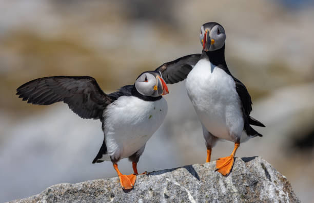 istock Atlantic Puffin off the Coast of Maine 2152197262
