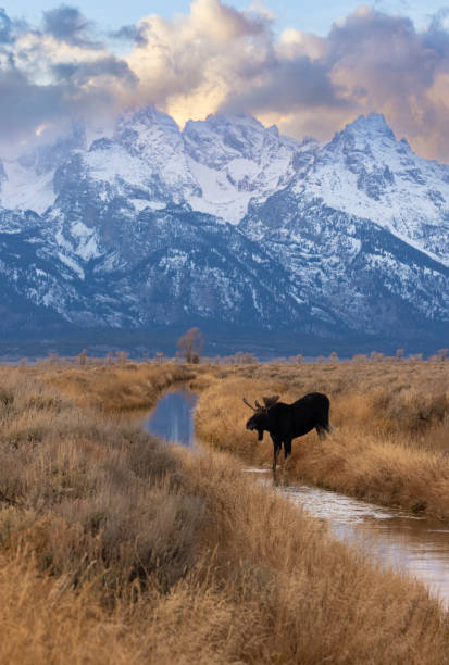 istock Moose in Grand Teton National Park 2152197435