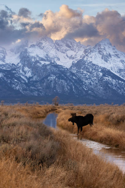istock Moose in Grand Teton National Park 2152197436