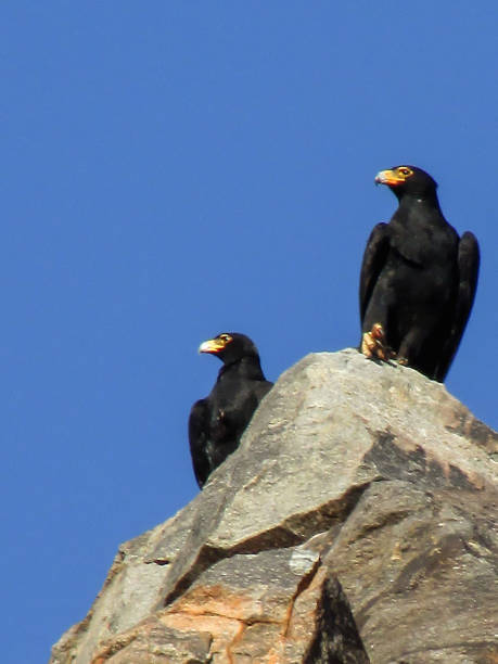 Two Verreaux’s Eagles, Perched on a boulder, against a bright blue sky in the Augrabies National Park in South Africa.