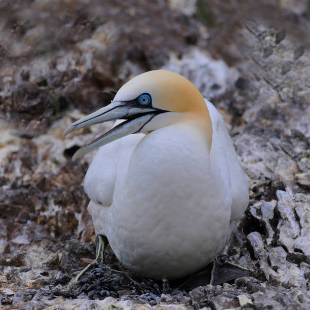 Gannet sitting on rocks, Morus bassanus.