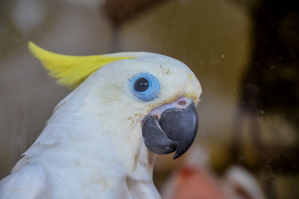 istock A white and yellow parrot with a blue eye 2152202720