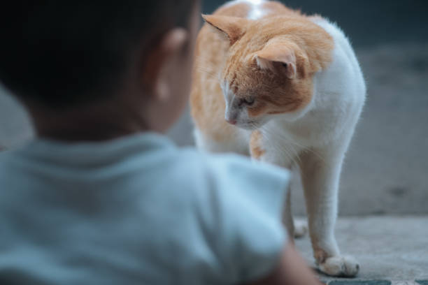 Happy child with British shorthair cat.