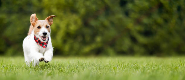 istock Happy dog with funny ears running in the grass, puppy hyperactivity banner 2152204132