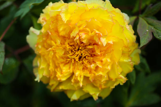 yellow peony in a botanical garden