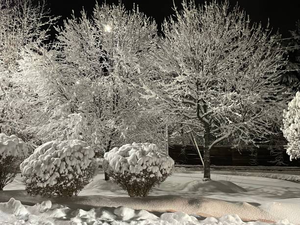 istock Snow sticks to the trees during a blizzard 2152206067