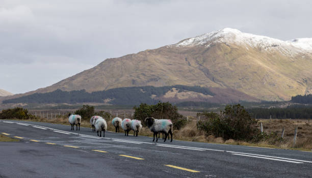Sheep in Connemara, Ireland on the road