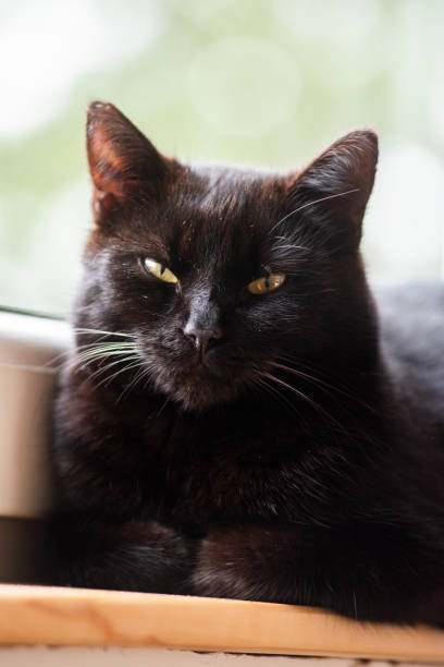 istock Beautiful black cat at home on the windowsill, portrait. 2152207228