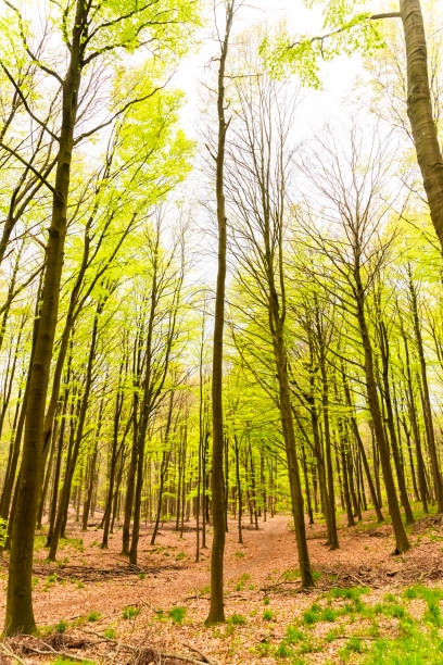 Beautiful spring forest landscape, fresh green leaves on trees, spring in deciduous forest.