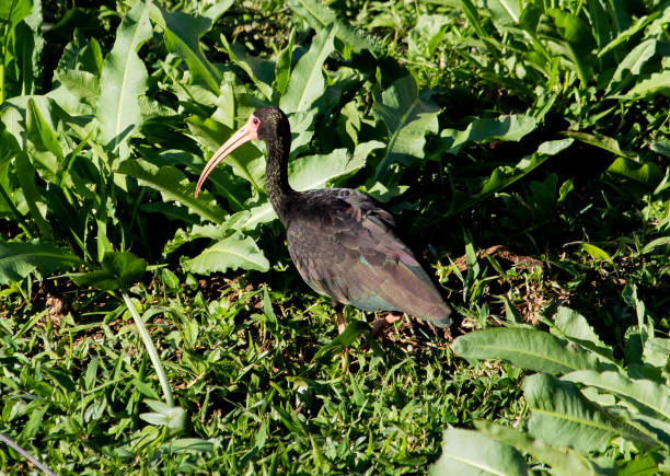 istock bird in the swamp 2152209568