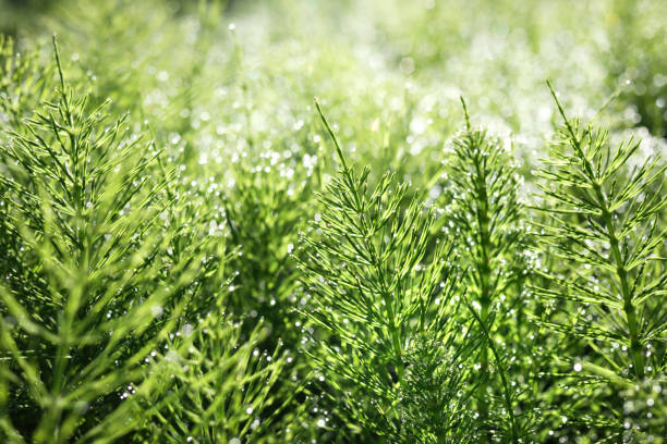 istock Horsetail field with dew drops early mornings. 2152212198