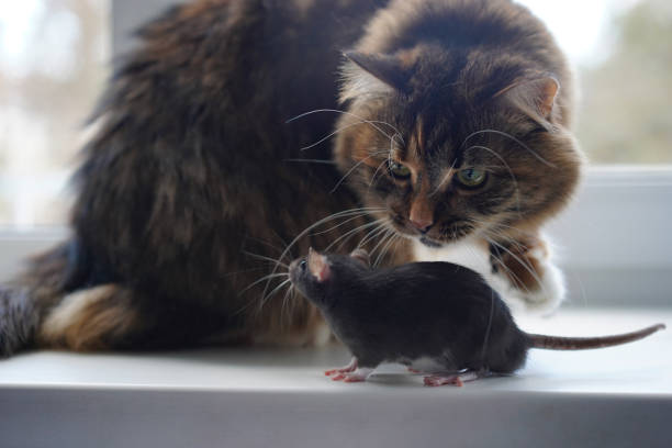 istock Cat and rat looking at each other on window 2152212358