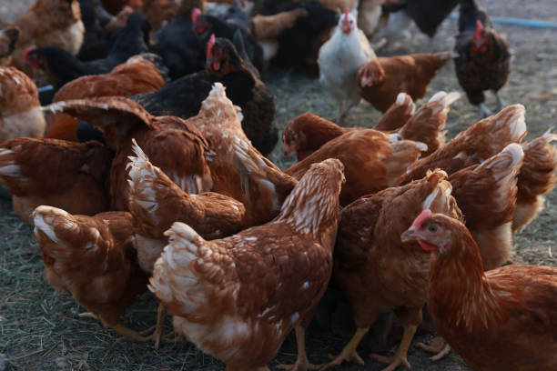 istock Farm of chicken 2152212364