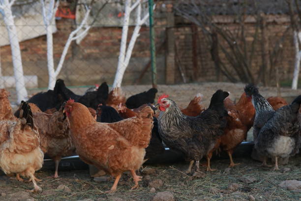 istock Farm of chicken 2152212385