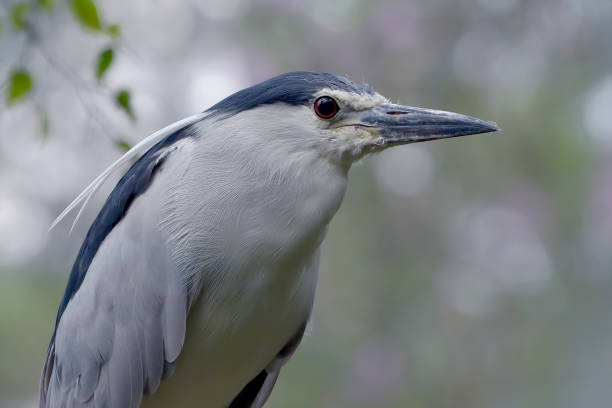 istock Grey egret waiting for their prey 2152212731