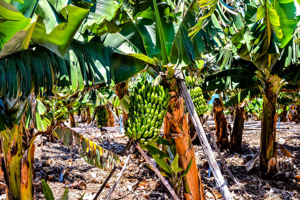 banana fruits on plantation in Zanzibar