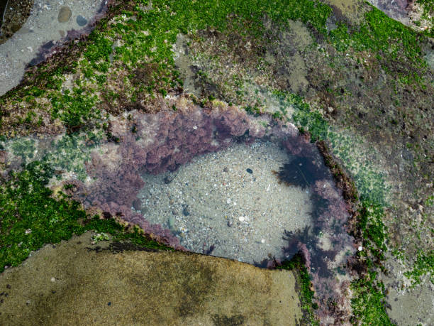 Small tide pool with purple seaweed and snails.