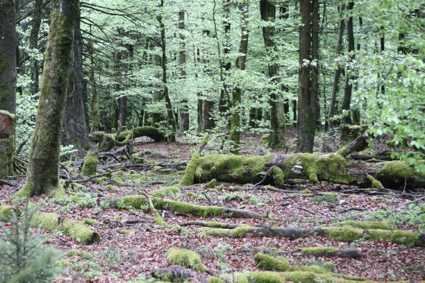 istock The National Park  Hunsrueck-Hochwald 2152214732